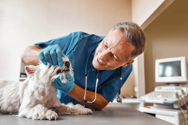 Best Emergency Denture Repair in Rincon, GA